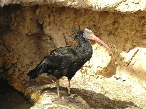 Northern Bald Ibis